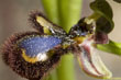 Orquidea silvestre