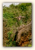 Exhibición de rapaces. Picado de Aguila de Harris (Parabuteo unicinctus). Parque natural de Cabarceno (Cantabria). Mayo 2010
