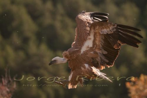 Buitre Leonado 2012.