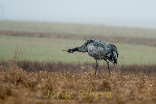 GrullaCaminrealLluvia