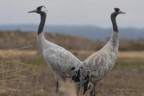 Grullas (grus grus). Fuentes Claras (Teruel)